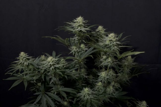 GG4 Sherbet FAST Feminised Seeds