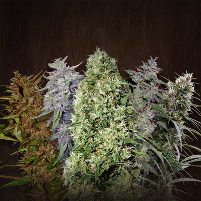 Kandahar Arghandab #1 Regular Seeds