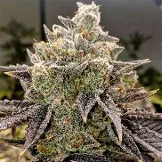 Bubble Gummy Auto