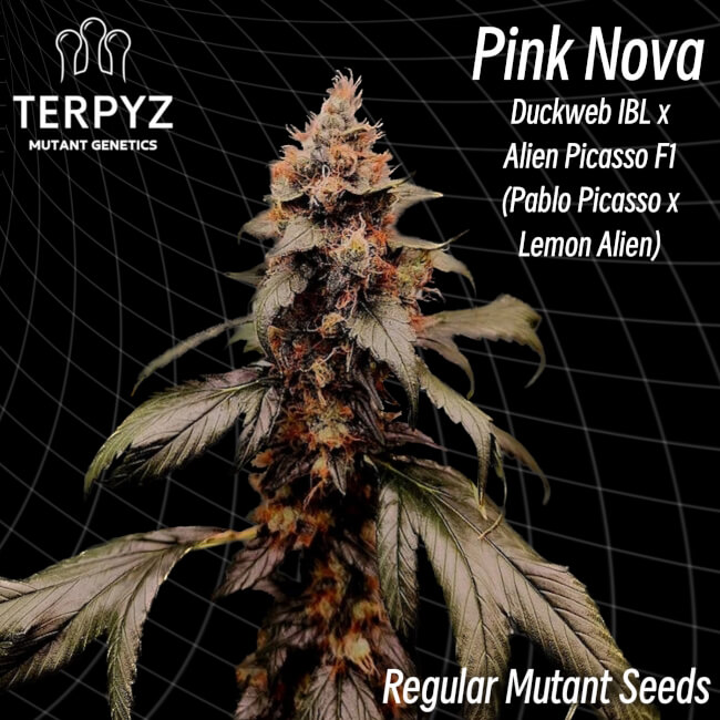 Pink Nova
