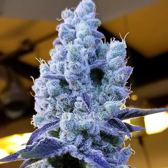 Mandarin Cookies v2