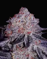 Cherry Gar-See-Ya