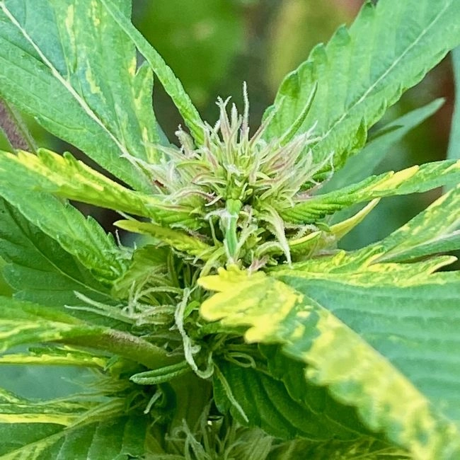 Variegated Delight