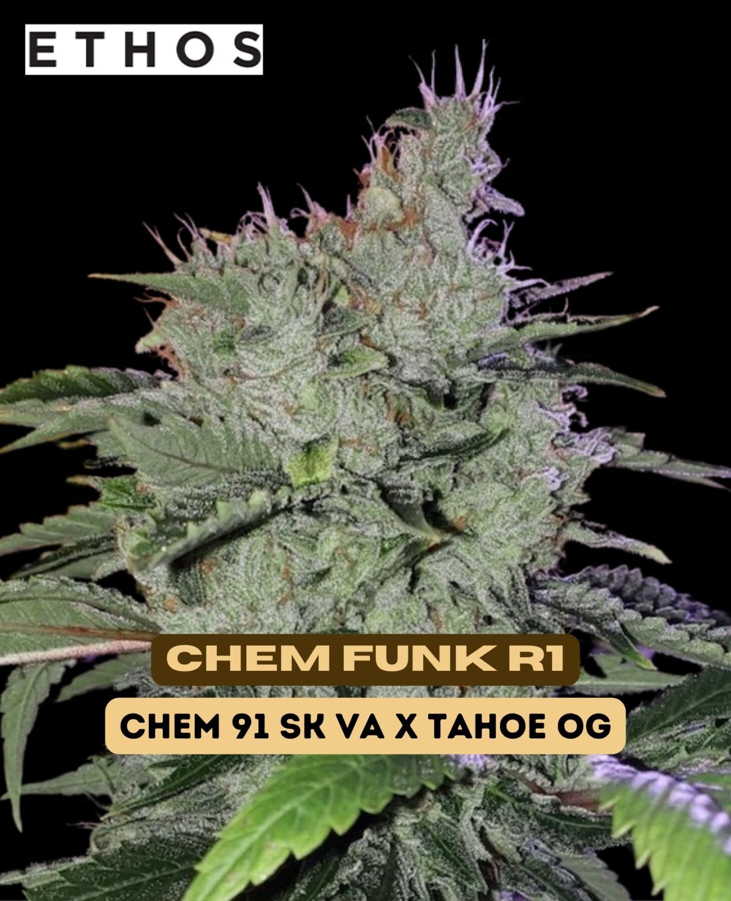 Chem Funk R1 Feminized