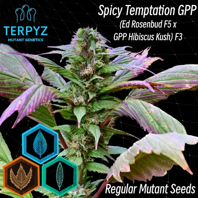 Spicy Temptation GPP© Regular Mutant Seeds