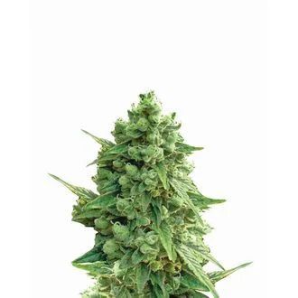 Hawaii Maui Waui Auto
