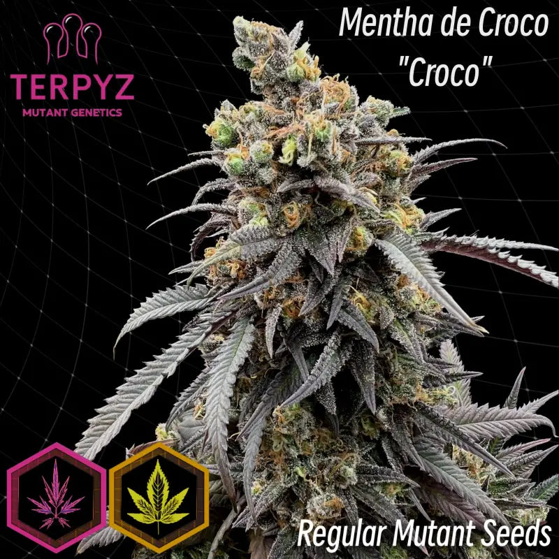 Mentha De Croco 'Croco' Bx Regular Seeds