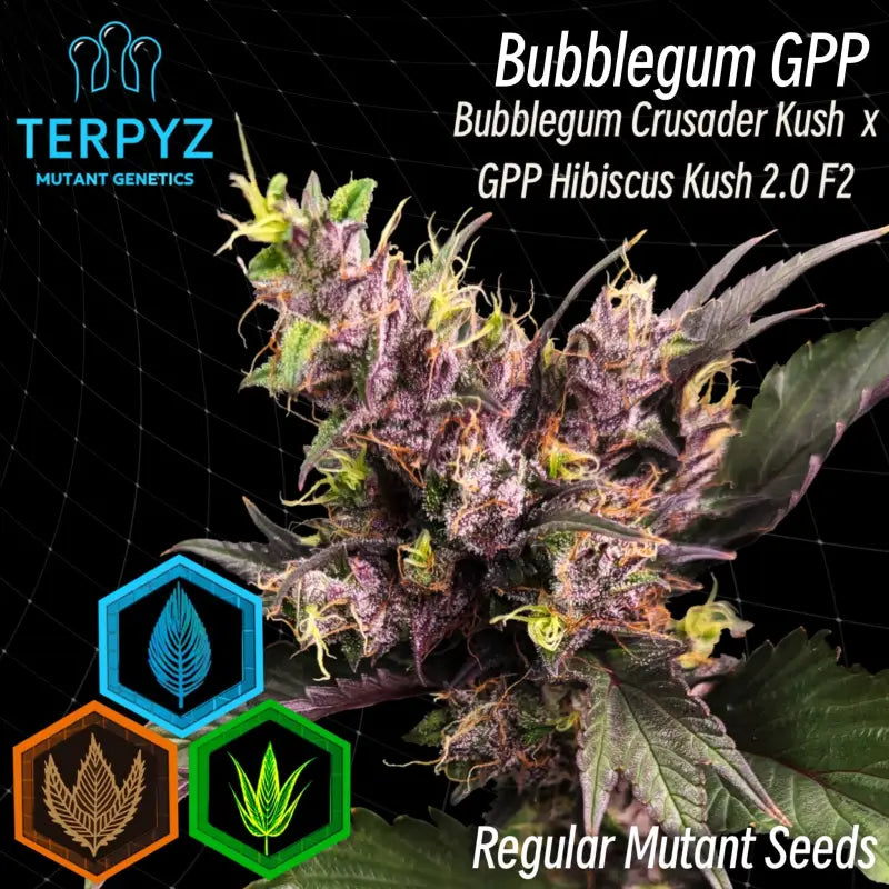 Bubblegum GPP Regular Seeds