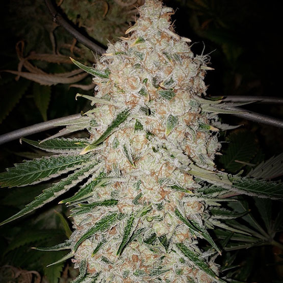 Pluto Cut Autoflower RF3
