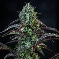 Iced 'n' Baked Auto Feminised Seeds