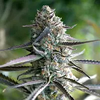 Gen 1 Duet Mix Pack Fast Feminized Seeds