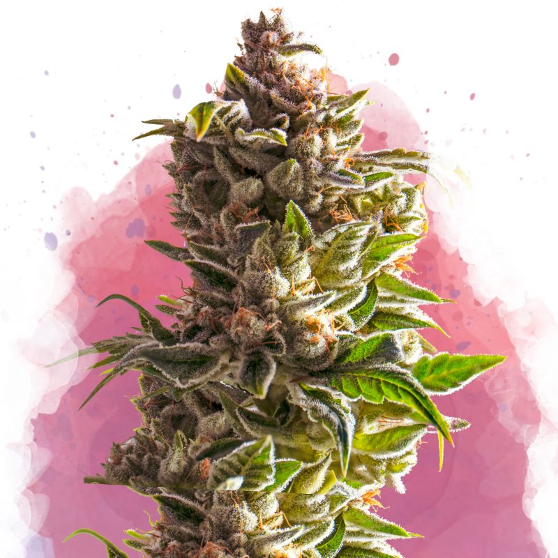 Aurora Indica Feminized
