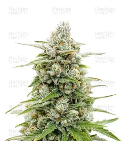 Banana Jealousy Auto RF3