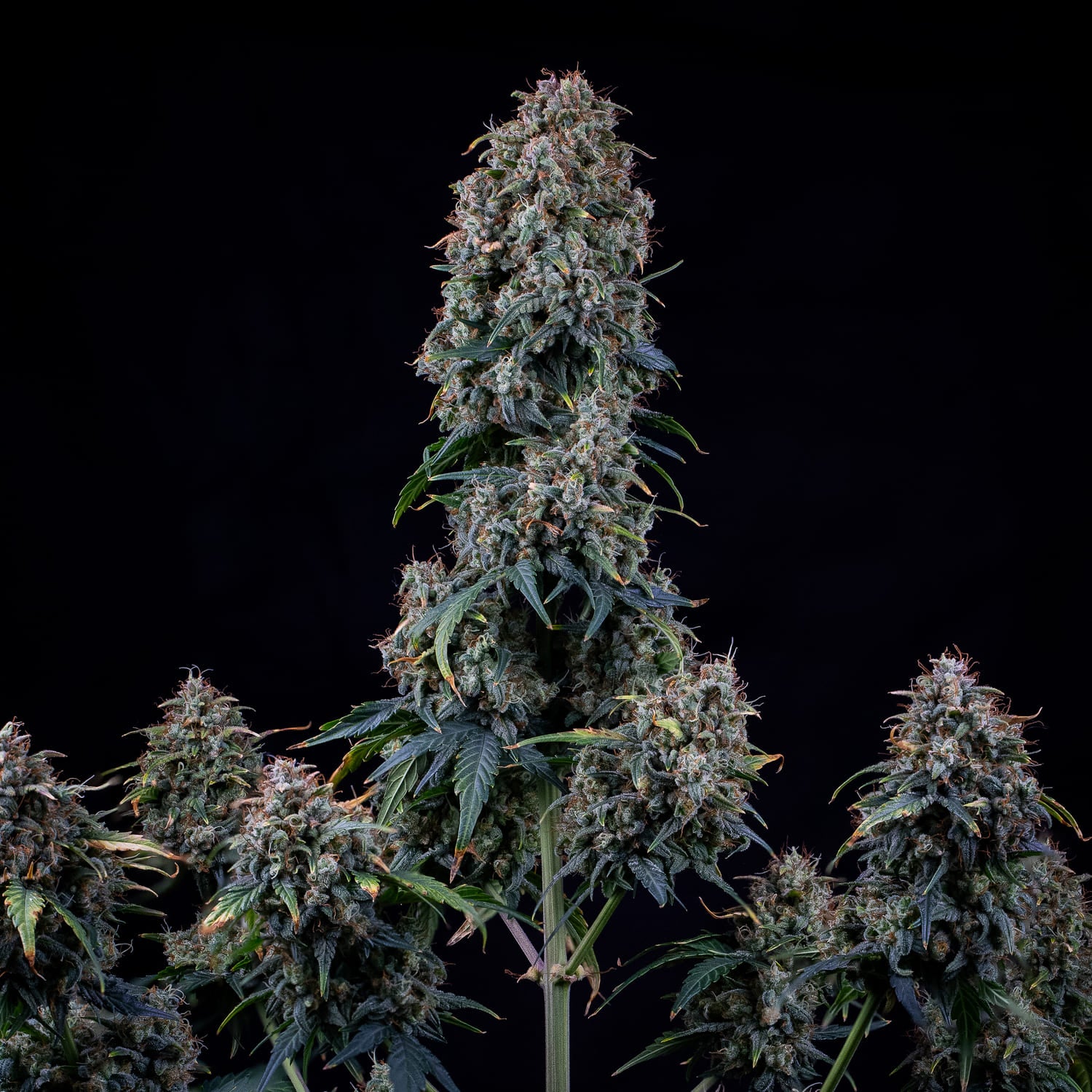 Alien vs. Triangle Autoflower