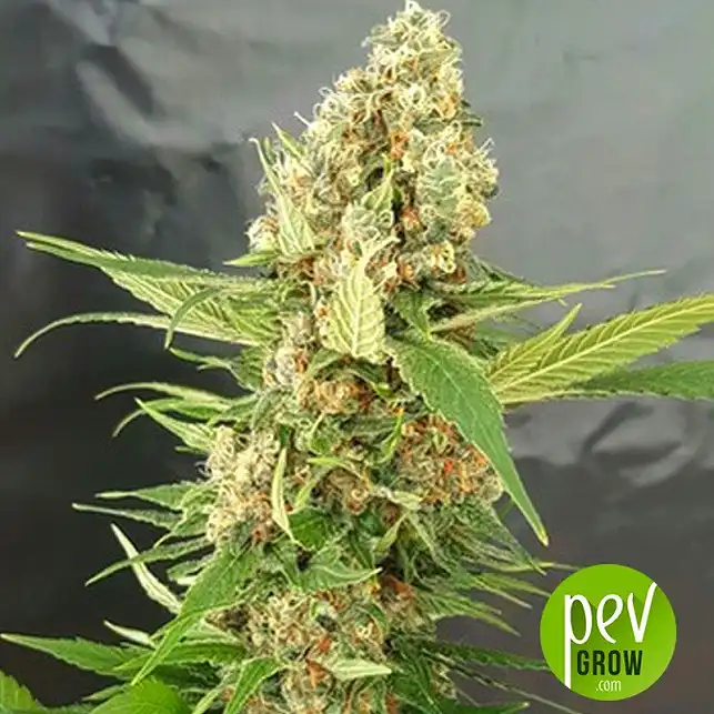 Gorilla Ice Cream Feminized Seeds