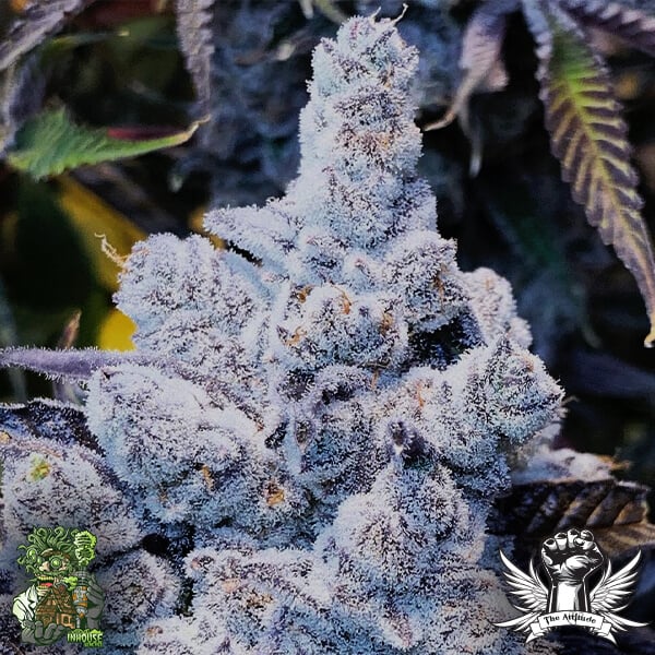 Slurricane #7 S1