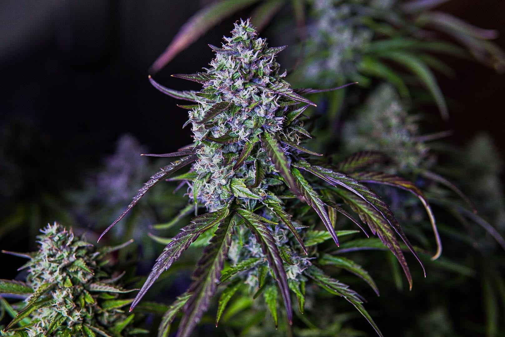 3wok OG Autoflower