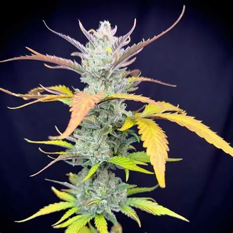 Premium Guava Auto