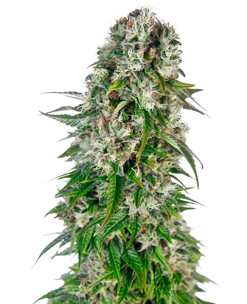 Big Bud Automatic Feminised