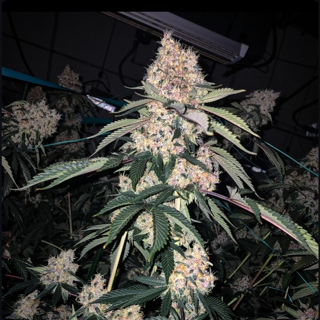 Lemon Whhip Haze (SLH IBL B Line)
