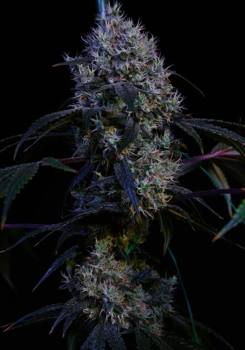 Super Lemon Haze Rbx3