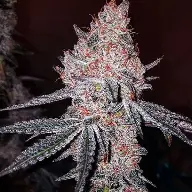Strawberry Cookies OG R1