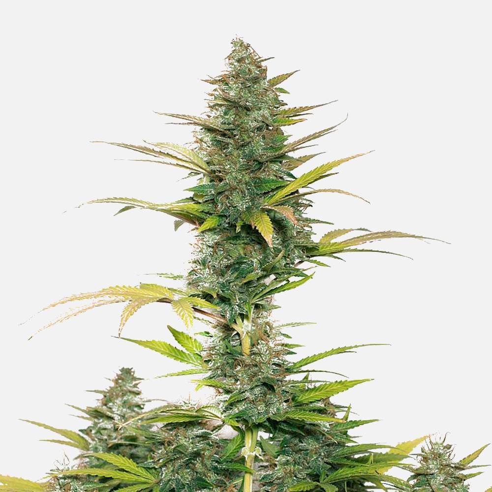 Mix Pack Auto