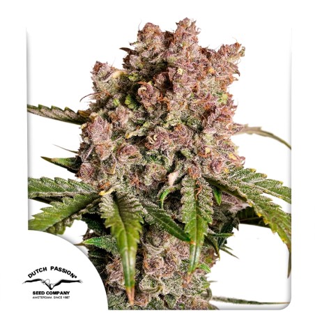 Auto Strawberry Soda