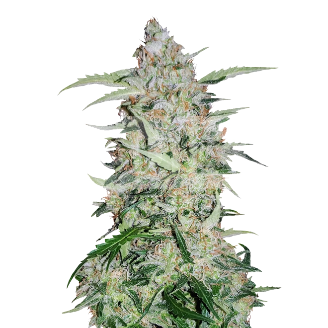 Girl Scout Cookies FV Feminized Seeds