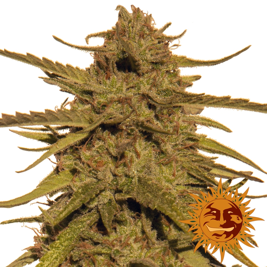 Zfuel Swag Regular Seeds