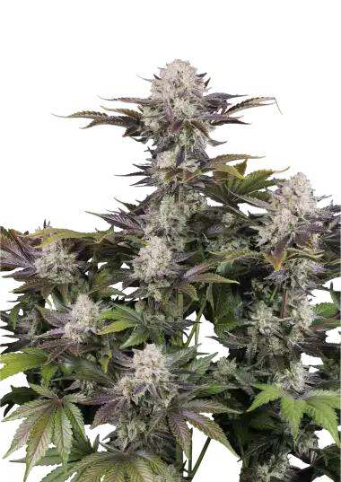 Frostbanger Auto™