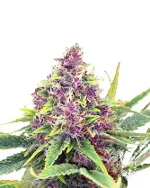 Blueberry Lime Kush AD