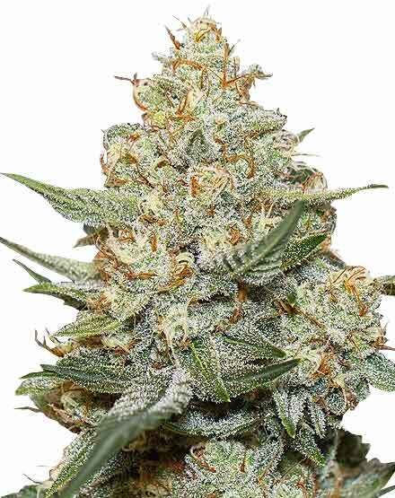 Gorilla Cookies Feminized