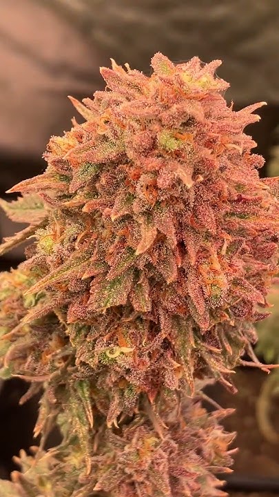Lemonpaya Feminized Seeds