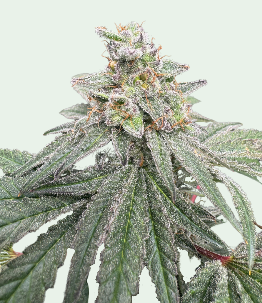 Super Skunk Feminized Seeds