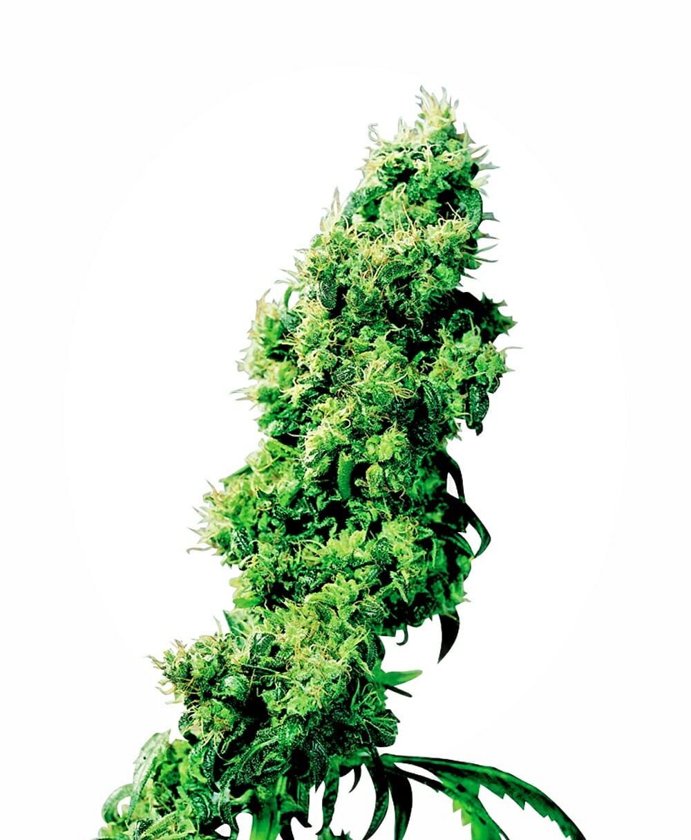 CBD 26:1 Feminised