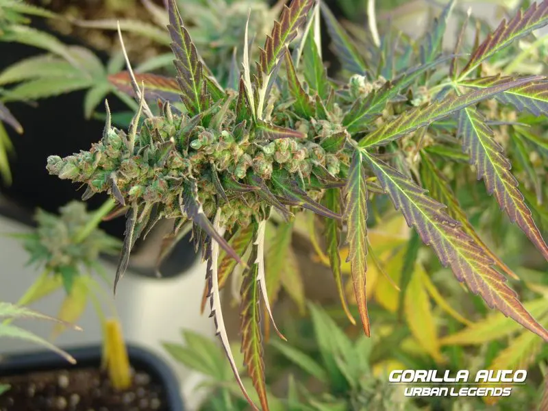 Gorilla Auto