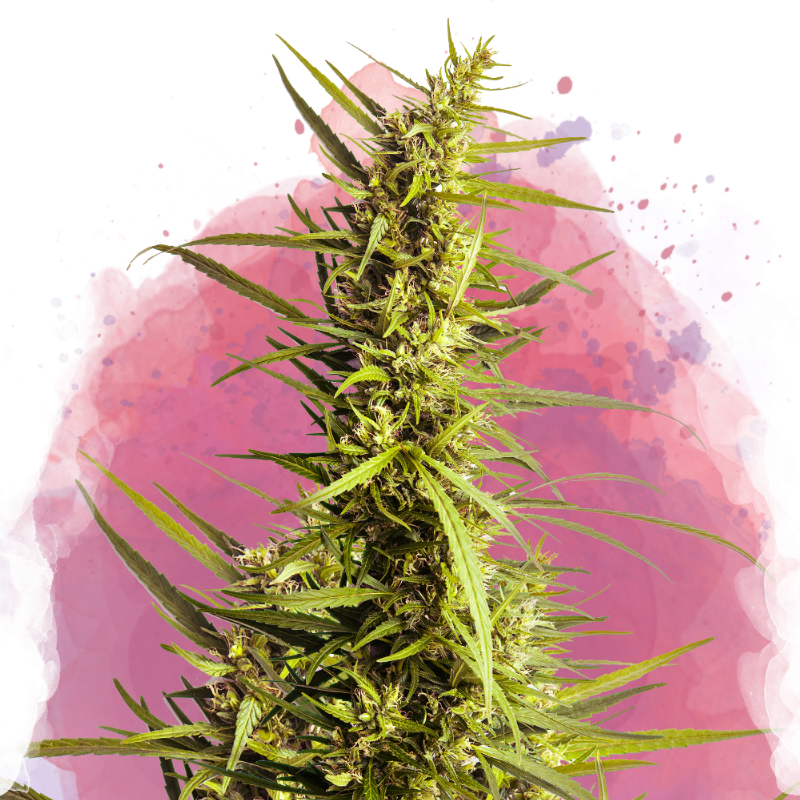 AK-48 Feminized