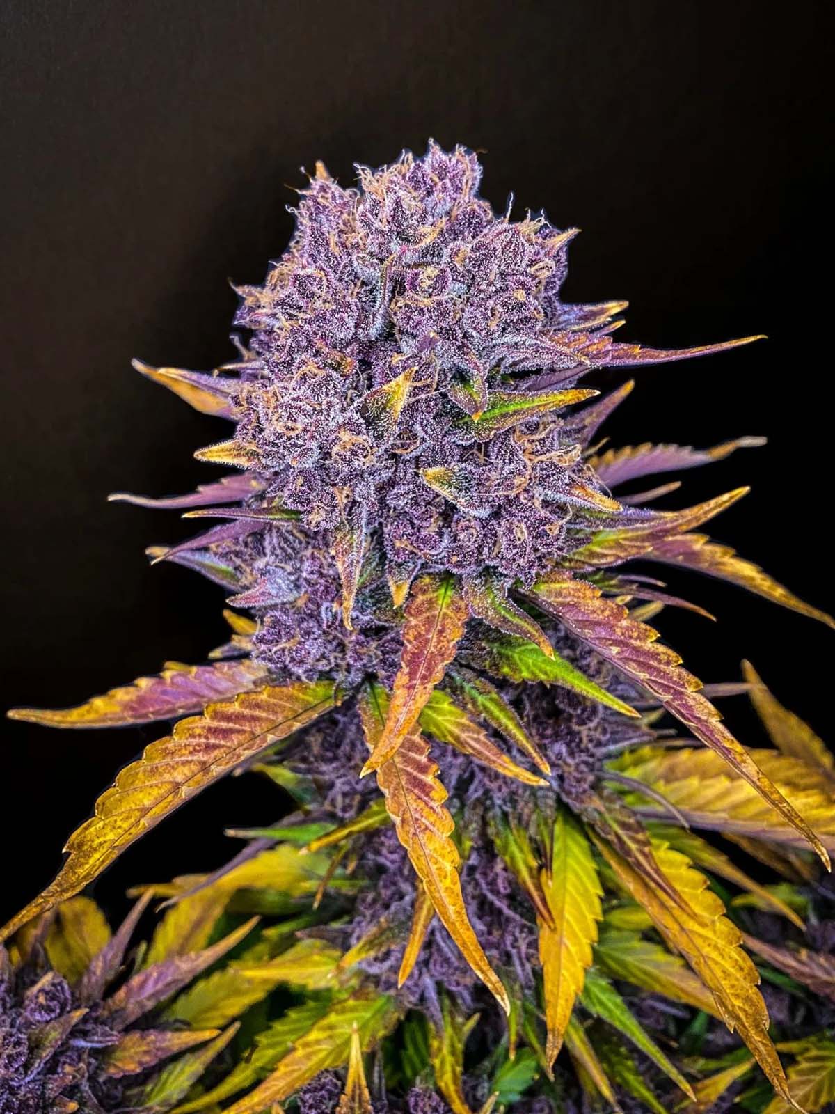 Purple Lemonade Auto