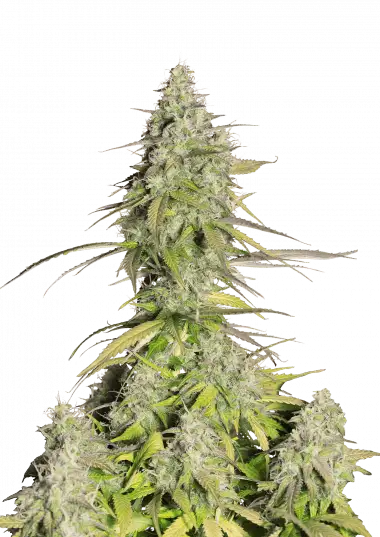 Girl Scout Cookies Auto