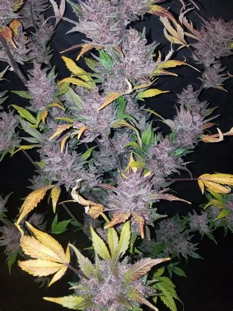 LSD-25 Feminised Seeds