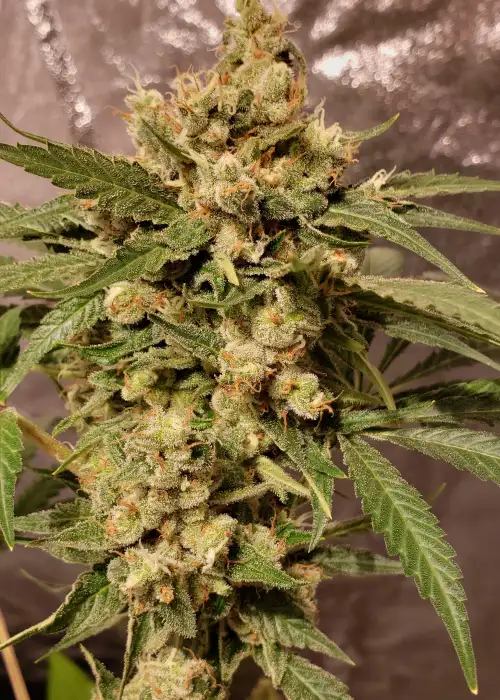 Girl Scout Cookies Auto Feminised Seeds