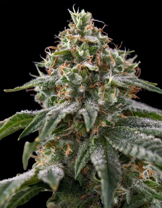 OG Kush Feminised