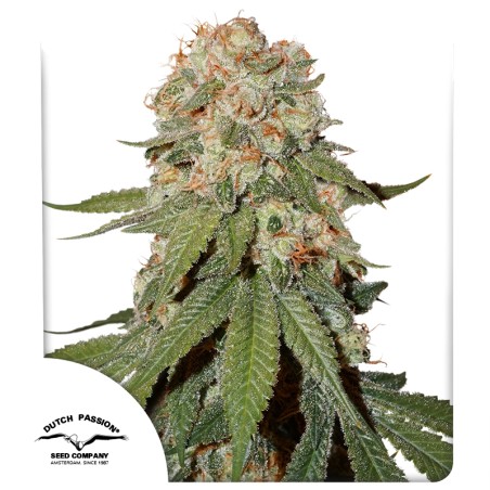 Orange Bud®