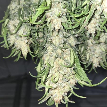 Orange President Auto