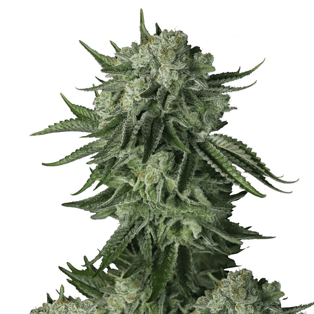 Original Moby Dick Auto
