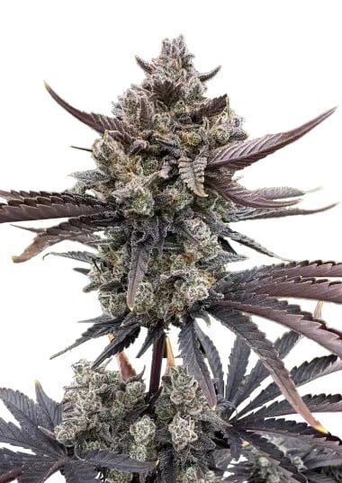 Guava Auto RF3 Feminized