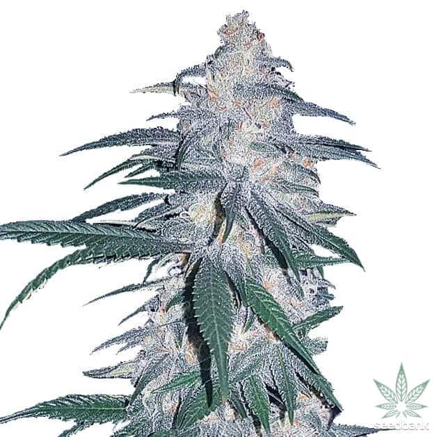 Blue Dream Seeds