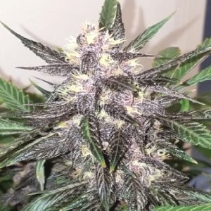 Purple Haze Autoflowering Feminized