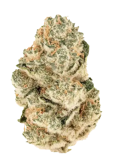 Gorilla Melon™